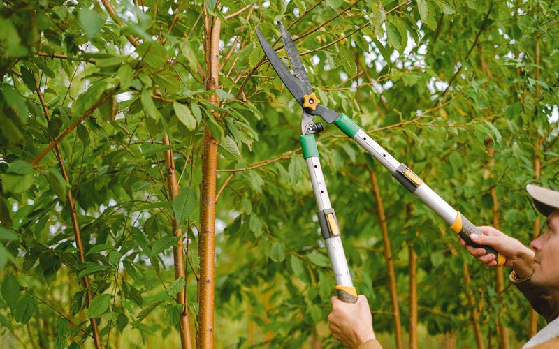 Tree trimming in Iola, WI